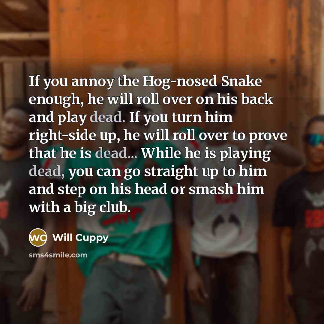 “If you annoy the Hog-nosed Snake enough, he will roll over on his back and play dead. If you turn him right-side up, he will roll over to prove that he is dead... While he is playing dead, you can go straight up to him and step on his head or smash him with a big club.” quote by Will Cuppy