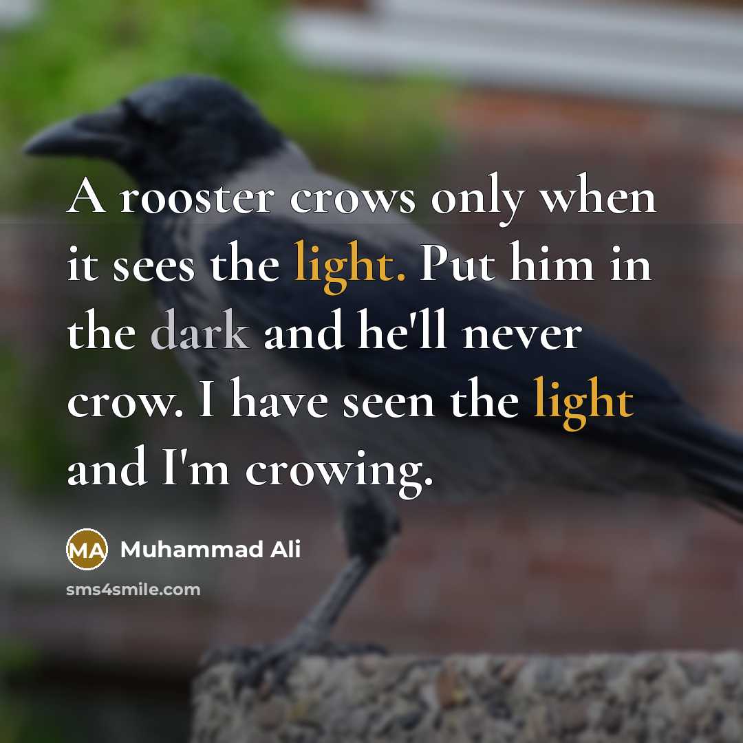 “A rooster crows only when it sees the light. Put him in the dark and he'll never crow. I have seen the light and I'm crowing.” quote by Muhammad Ali