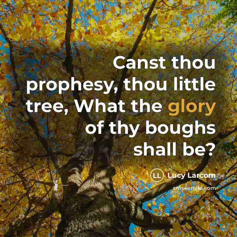 “Canst thou prophesy, thou little tree, What the glory of thy boughs shall be?” quote by Lucy Larcom
