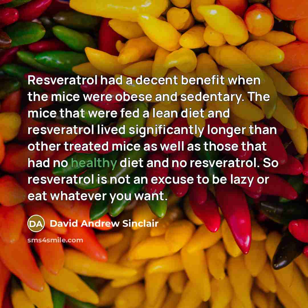 “Resveratrol had a decent benefit when the mice were obese and sedentary. The mice that were fed a lean diet and resveratrol lived significantly longer than other treated mice as well as those that had no healthy diet and no resveratrol. So resveratrol is not an excuse to be lazy or eat whatever…” quote by David Andrew Sinclair