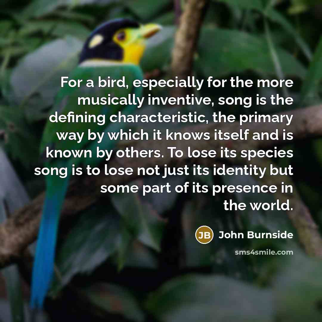 “For a bird, especially for the more musically inventive, song is the defining characteristic, the primary way by which it knows itself and is known by others. To lose its species song is to lose not just its identity but some part of its presence in the world.” quote by John Burnside