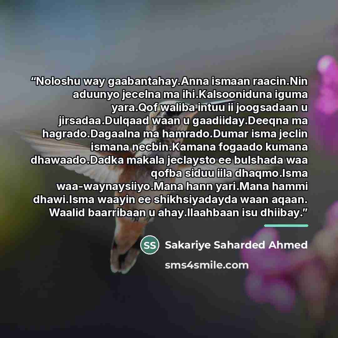 “Noloshu way gaabantahay.Anna ismaan raacin.Nin aduunyo jecelna ma ihi.Kalsooniduna iguma yara.Qof waliba intuu ii joogsadaan u jirsadaa.Dulqaad waan u gaadiiday.Deeqna ma hagrado.Dagaalna ma hamrado.Dumar isma jeclin ismana necbin.Kamana fogaado kumana dhawaado.Dadka makala jeclaysto ee bulshada…” quote by Sakariye Saharded Ahmed