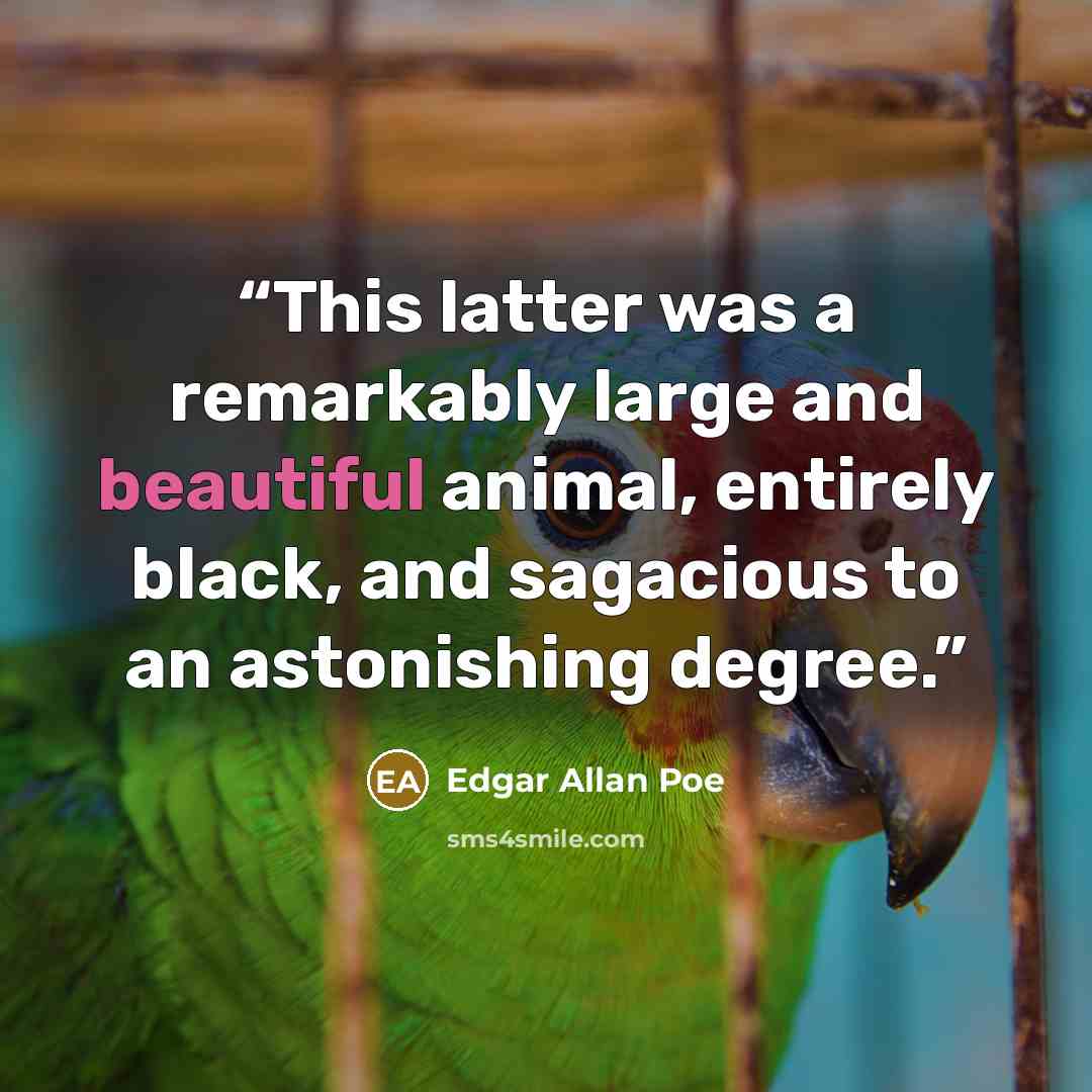 “This latter was a remarkably large and beautiful animal, entirely black, and sagacious to an astonishing degree.” quote by Edgar Allan Poe