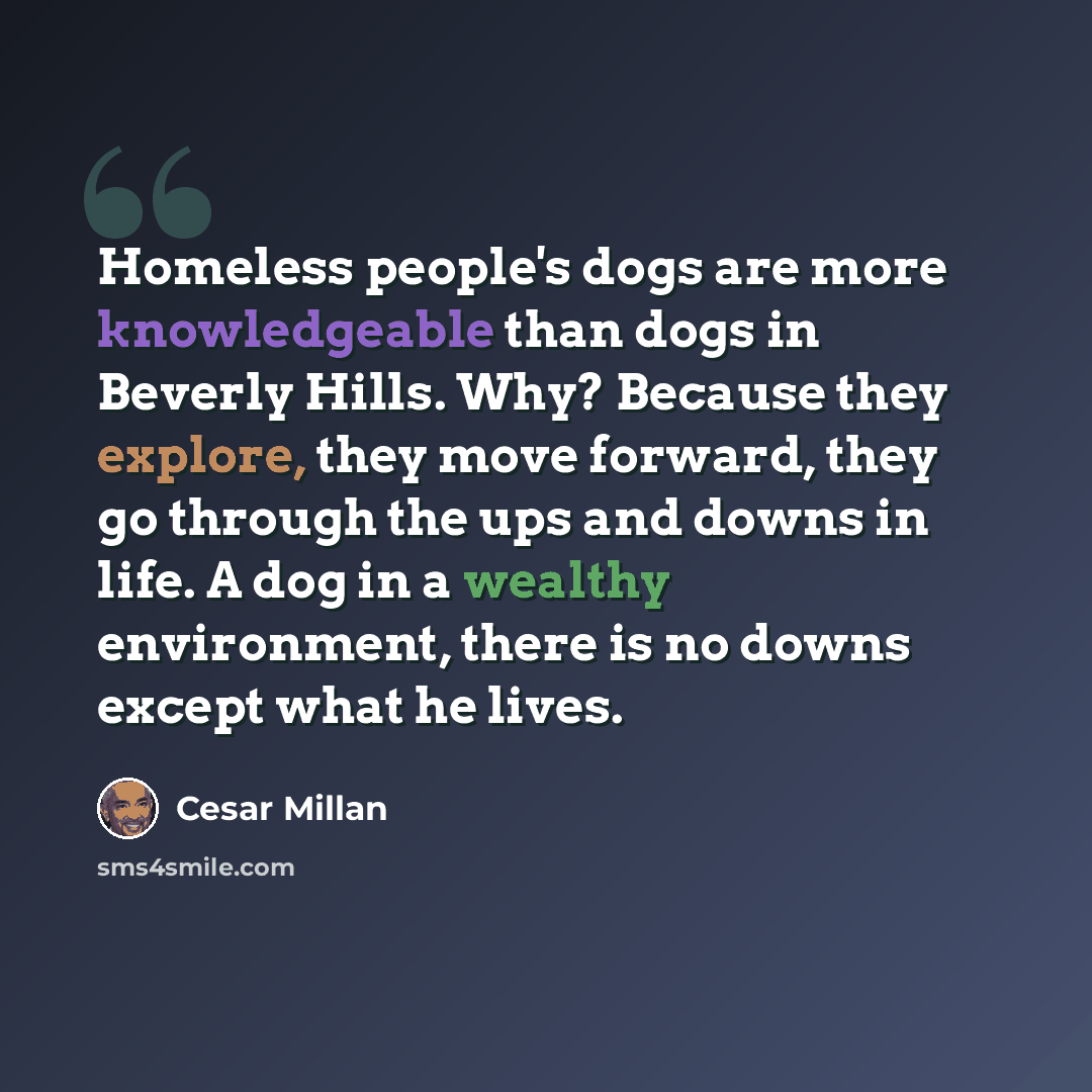“Homeless people's dogs are more knowledgeable than dogs in Beverly Hills. Why? Because they explore, they move forward, they go through the ups and downs in life. A dog in a wealthy environment, there is no downs except what he lives.” quote by Cesar Millan