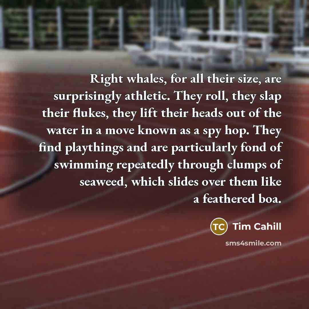 “Right whales, for all their size, are surprisingly athletic. They roll, they slap their flukes, they lift their heads out of the water in a move known as a spy hop. They find playthings and are particularly fond of swimming repeatedly through clumps of seaweed, which slides over them like a…” quote by Tim Cahill