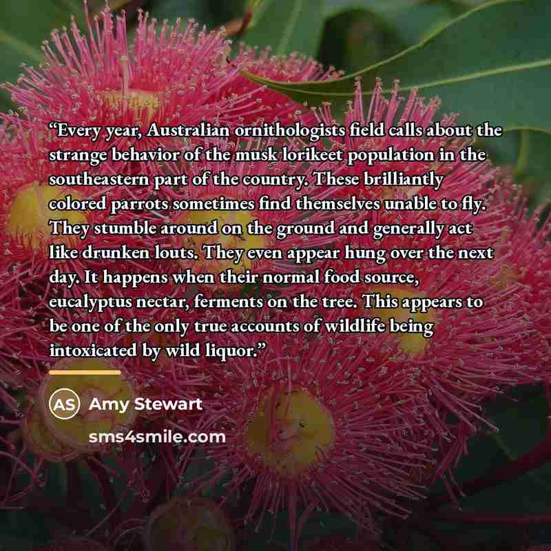 “Every year, Australian ornithologists field calls about the strange behavior of the musk lorikeet population in the southeastern part of the country. These brilliantly colored parrots sometimes find themselves unable to fly. They stumble around on the ground and generally act like drunken louts…” quote by Amy Stewart