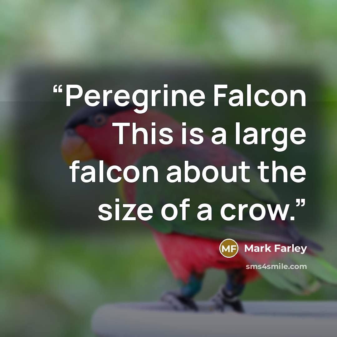 “Peregrine Falcon This is a large falcon about the size of a crow.” quote by Mark Farley