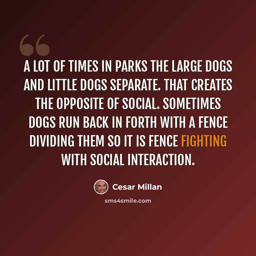 “A lot of times in parks the large dogs and little dogs separate. That creates the opposite of social. Sometimes dogs run back in forth with a fence dividing them so it is fence fighting with social interaction.” quote by Cesar Millan