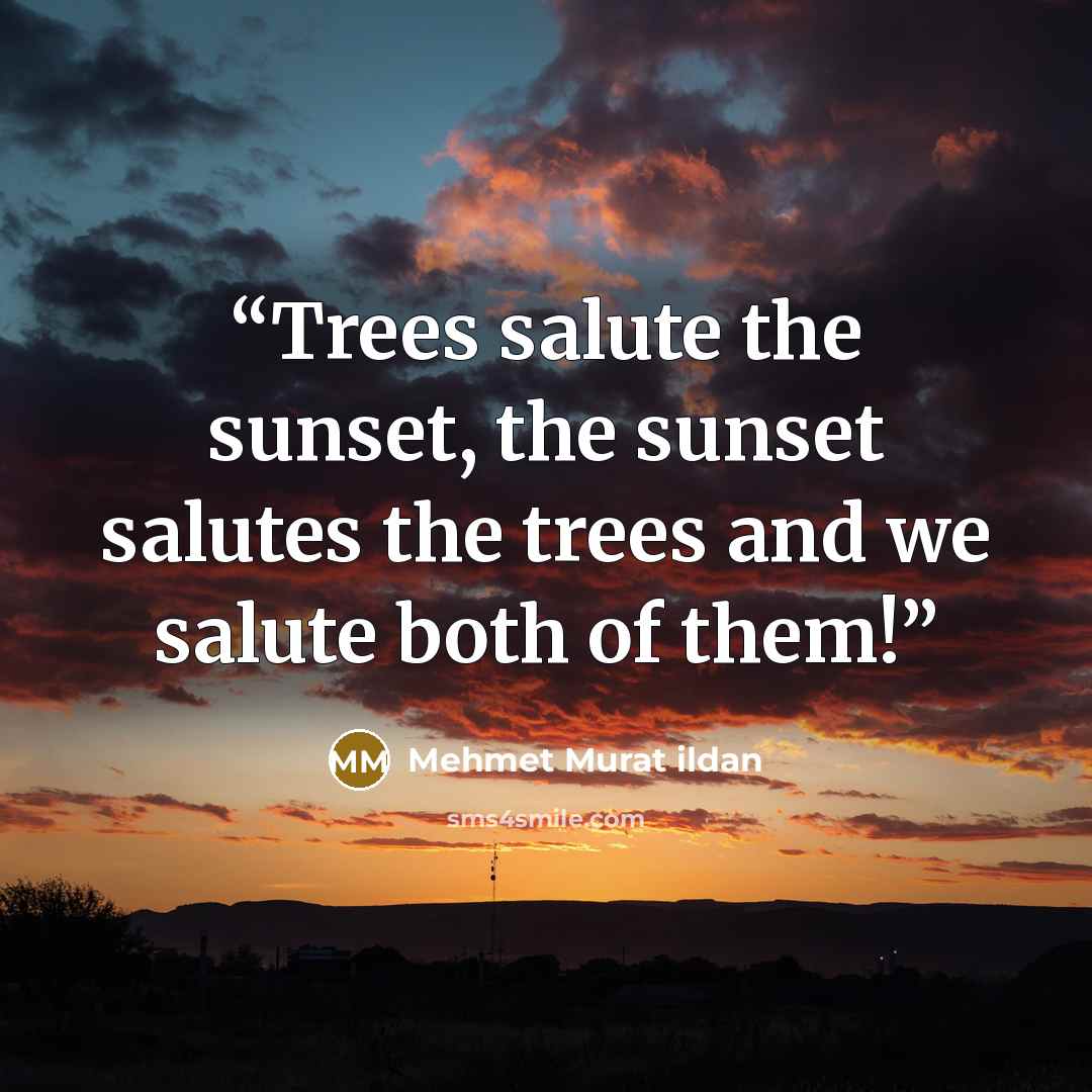 “Trees salute the sunset, the sunset salutes the trees and we salute both of them!” quote by Mehmet Murat ildan
