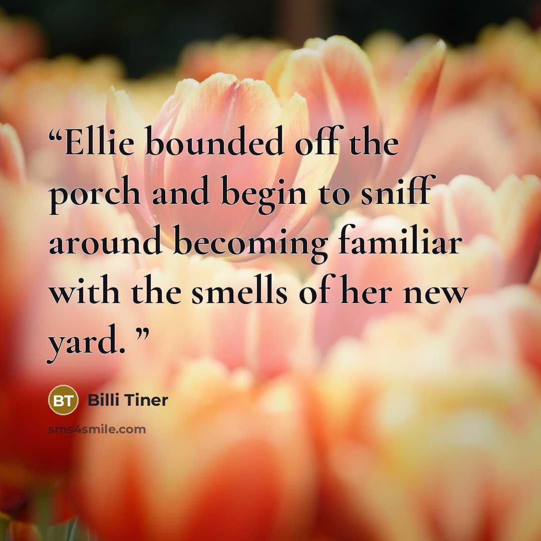 “Ellie bounded off the porch and begin to sniff around becoming familiar with the smells of her new yard.” quote by Billi Tiner
