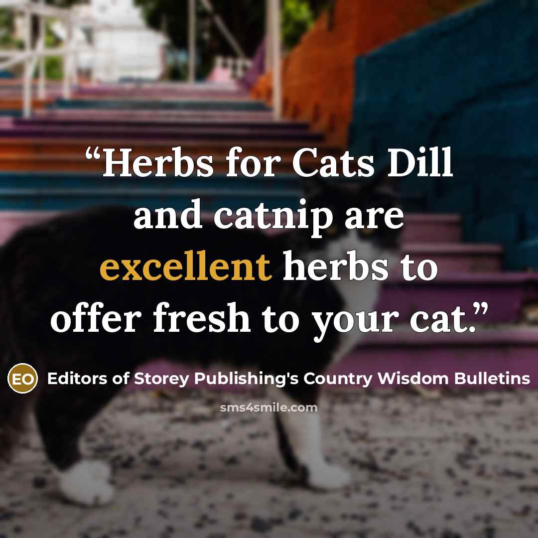 “Herbs for Cats Dill and catnip are excellent herbs to offer fresh to your cat.” quote by Editors of Storey Publishing's Country Wisdom Bulletins