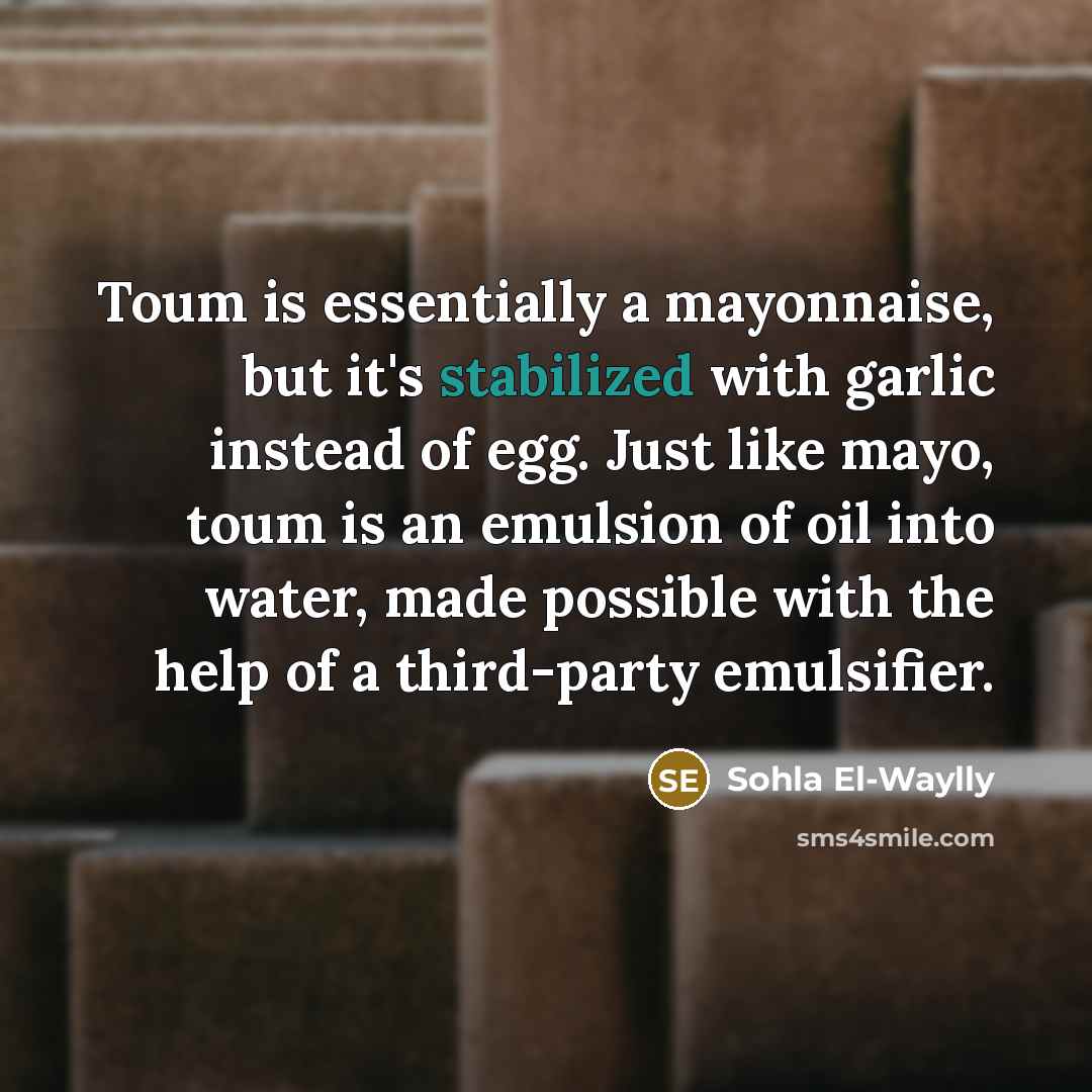 “Toum is essentially a mayonnaise, but it's stabilized with garlic instead of egg. Just like mayo, toum is an emulsion of oil into water, made possible with the help of a third-party emulsifier.” quote by Sohla El-Waylly