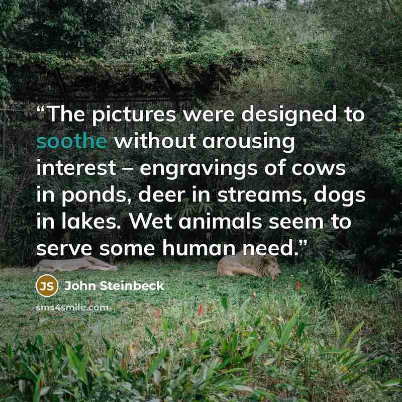 “The pictures were designed to soothe without arousing interest – engravings of cows in ponds, deer in streams, dogs in lakes. Wet animals seem to serve some human need.” quote by John Steinbeck