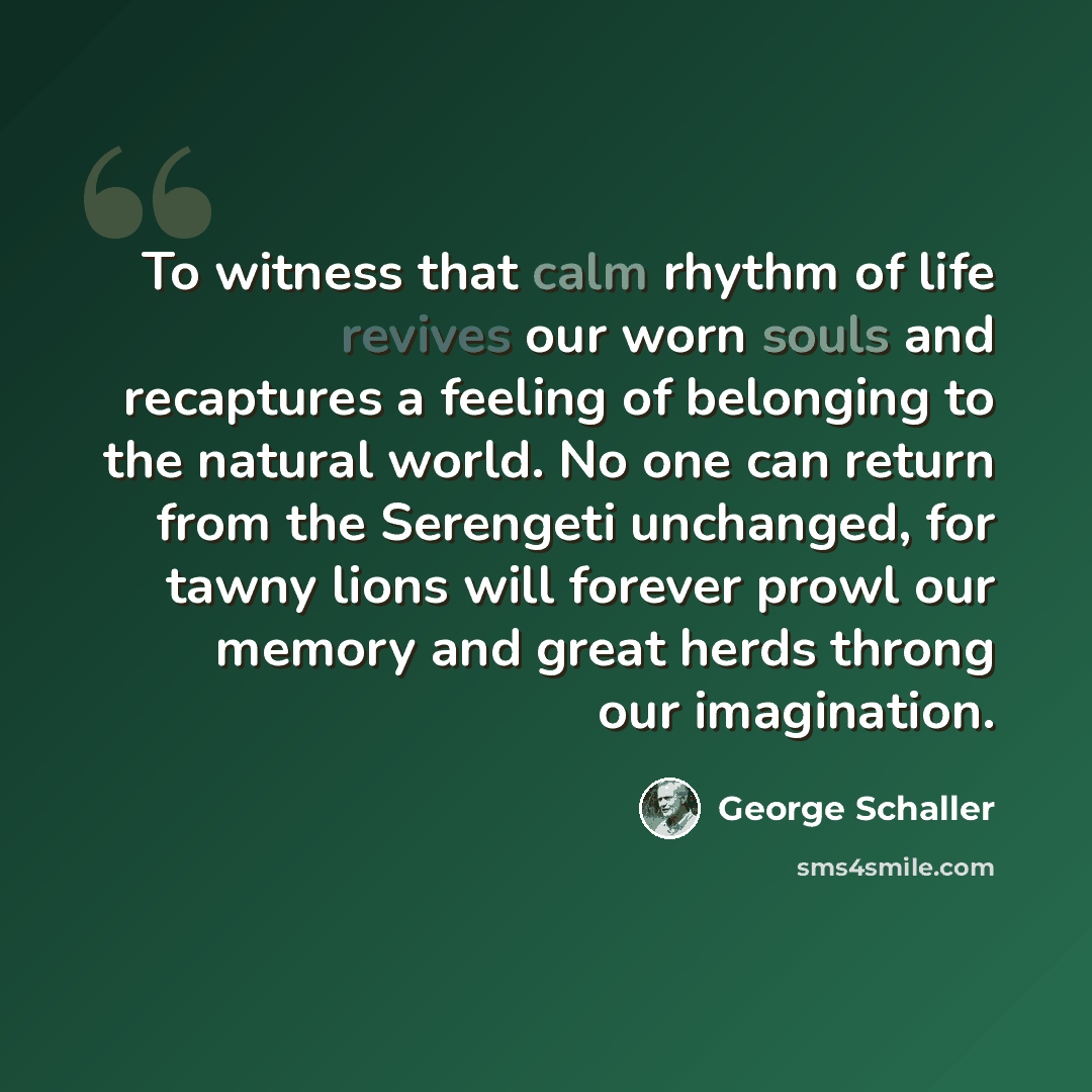 “To witness that calm rhythm of life revives our worn souls and recaptures a feeling of belonging to the natural world. No one can return from the Serengeti unchanged, for tawny lions will forever prowl our memory and great herds throng our imagination.” quote by George Schaller