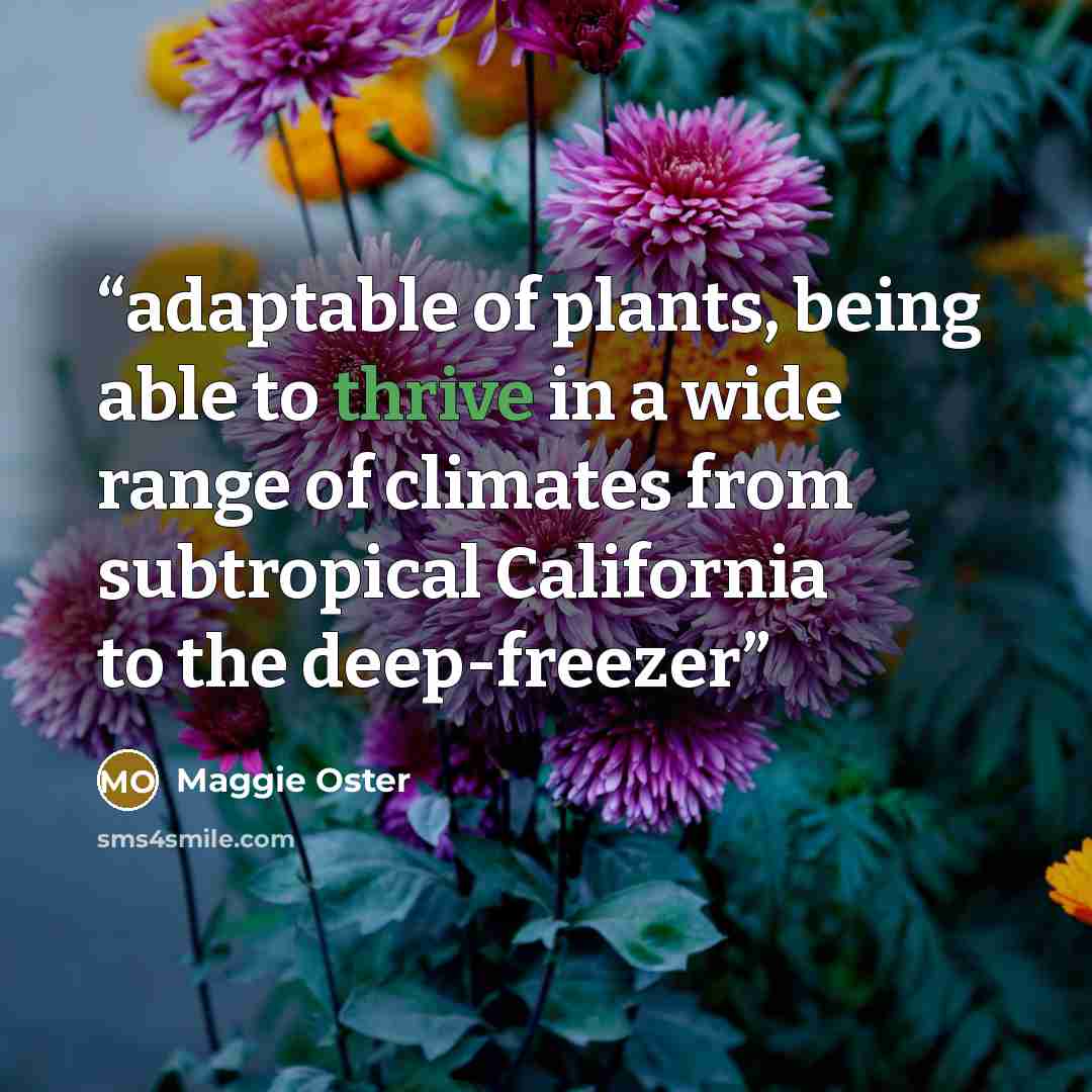 “adaptable of plants, being able to thrive in a wide range of climates from subtropical California to the deep-freezer” quote by Maggie Oster