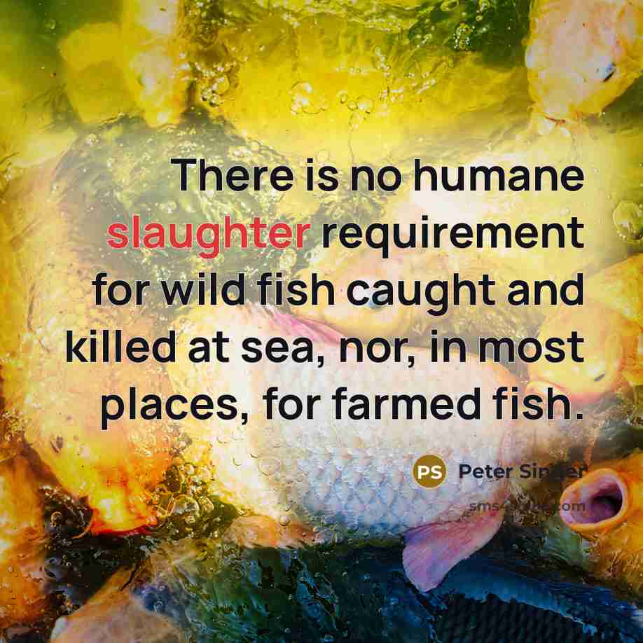 “There is no humane slaughter requirement for wild fish caught and killed at sea, nor, in most places, for farmed fish.” quote by Peter Singer