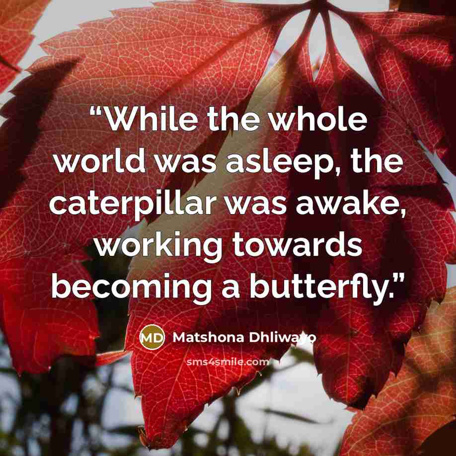 “While the whole world was asleep, the caterpillar was awake, working towards becoming a butterfly.” quote by Matshona Dhliwayo