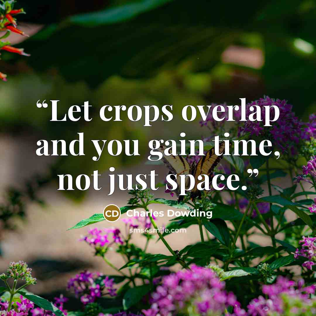 “Let crops overlap and you gain time, not just space.” quote by Charles Dowding