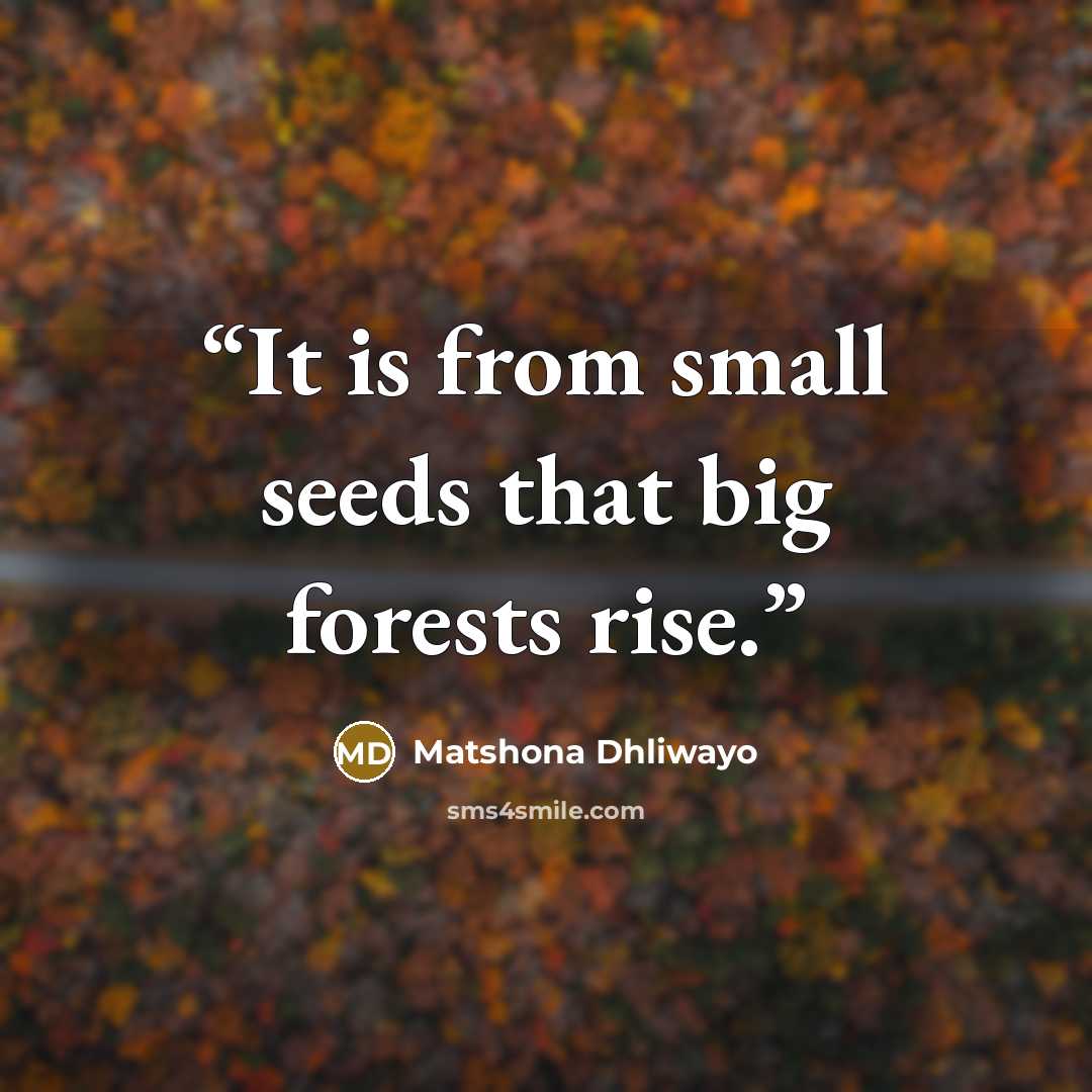 “It is from small seeds that big forests rise.” quote by Matshona Dhliwayo
