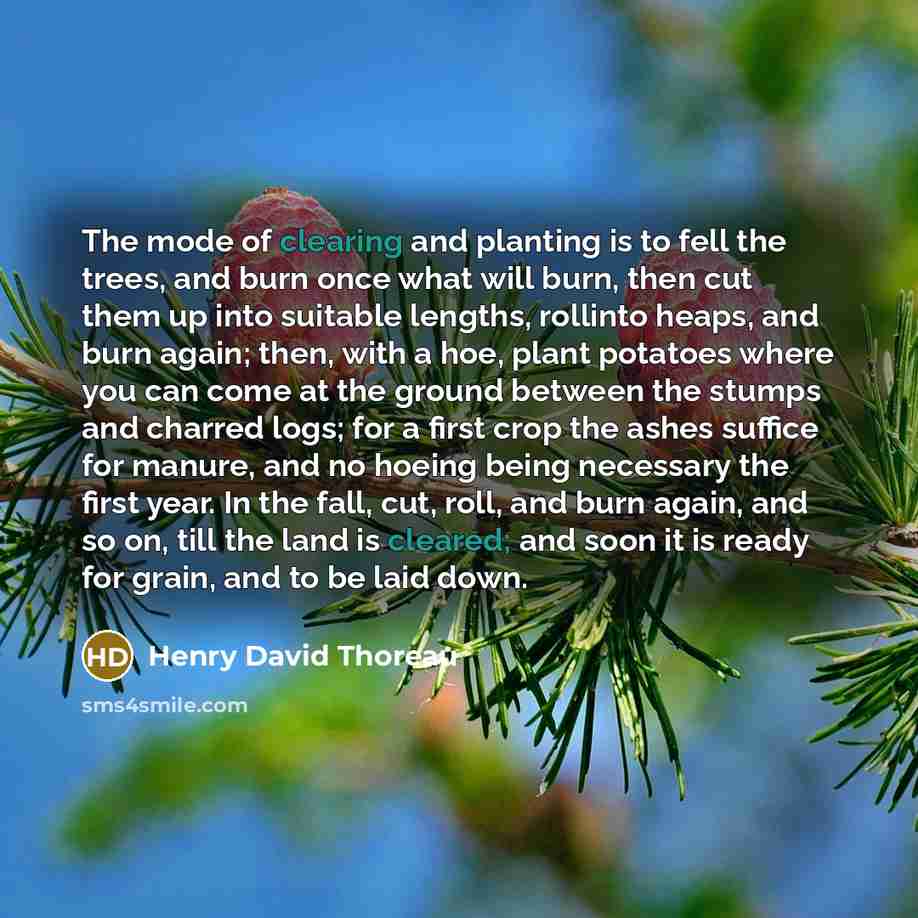 “The mode of clearing and planting is to fell the trees, and burn once what will burn, then cut them up into suitable lengths, rollinto heaps, and burn again; then, with a hoe, plant potatoes where you can come at the ground between the stumps and charred logs; for a first crop the ashes suffice…” quote by Henry David Thoreau