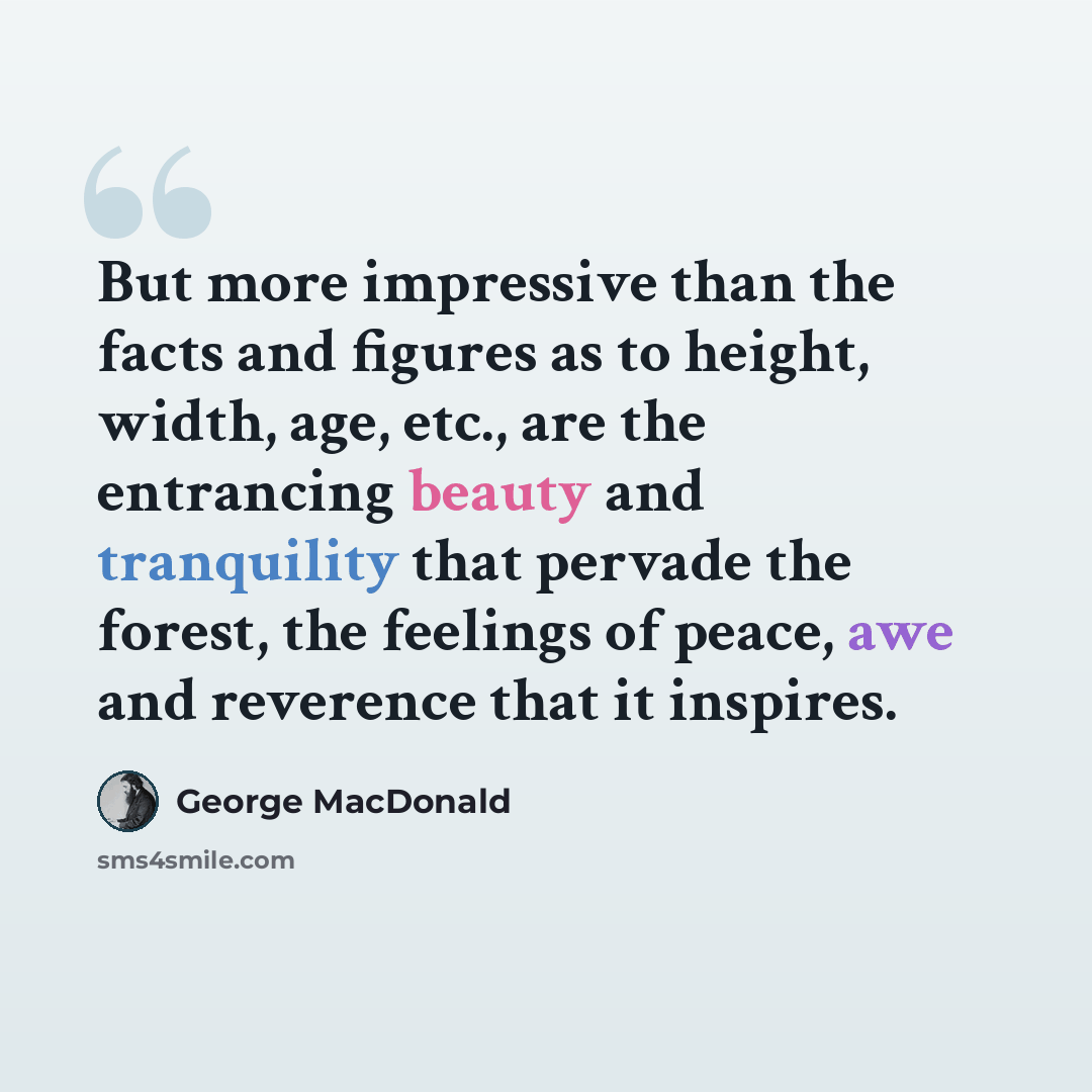 “But more impressive than the facts and figures as to height, width, age, etc., are the entrancing beauty and tranquility that pervade the forest, the feelings of peace, awe and reverence that it inspires.” quote by George MacDonald