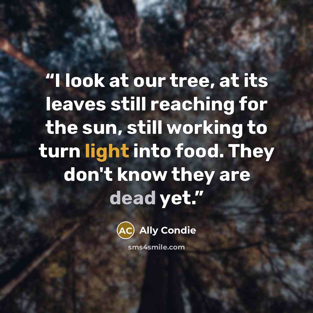 “I look at our tree, at its leaves still reaching for the sun, still working to turn light into food. They don't know they are dead yet.” quote by Ally Condie