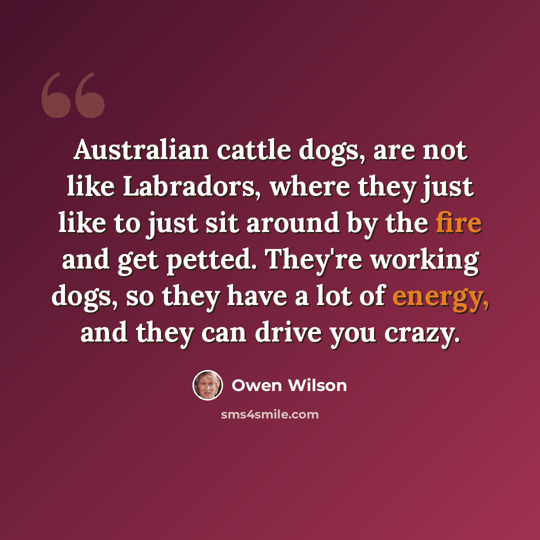 “Australian cattle dogs, are not like Labradors, where they just like to just sit around by the fire and get petted. They're working dogs, so they have a lot of energy, and they can drive you crazy.” quote by Owen Wilson