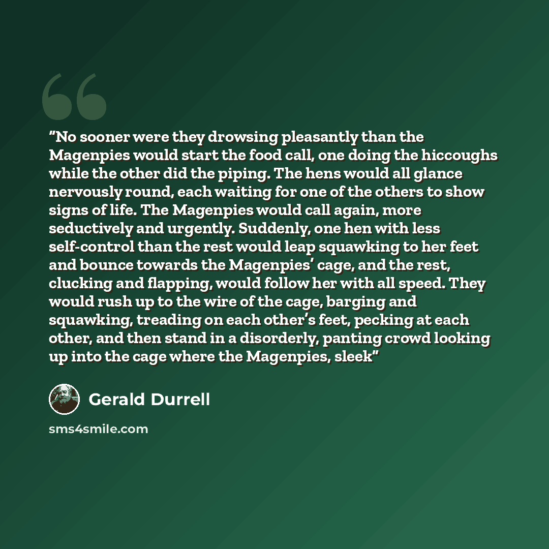 “No sooner were they drowsing pleasantly than the Magenpies would start the food call, one doing the hiccoughs while the other did the piping. The hens would all glance nervously round, each waiting for one of the others to show signs of life. The Magenpies would call again, more seductively and…” quote by Gerald Durrell