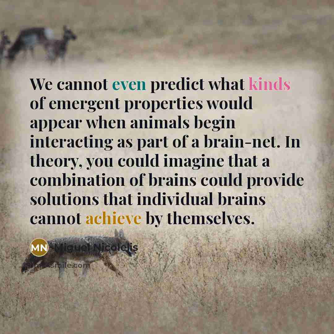 “We cannot even predict what kinds of emergent properties would appear when animals begin interacting as part of a brain-net. In theory, you could imagine that a combination of brains could provide solutions that individual brains cannot achieve by themselves.” quote by Miguel Nicolelis
