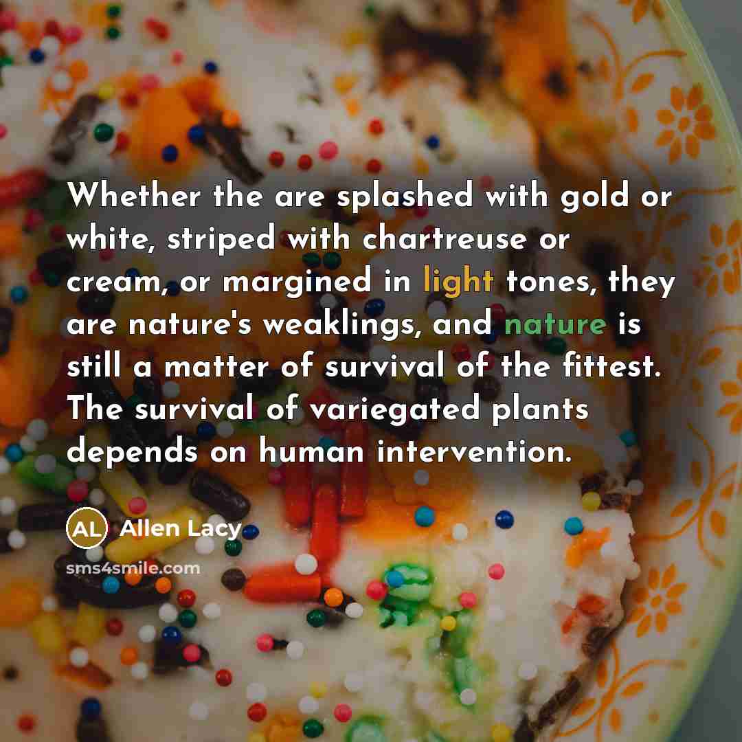 “Whether the are splashed with gold or white, striped with chartreuse or cream, or margined in light tones, they are nature's weaklings, and nature is still a matter of survival of the fittest. The survival of variegated plants depends on human intervention.” quote by Allen Lacy