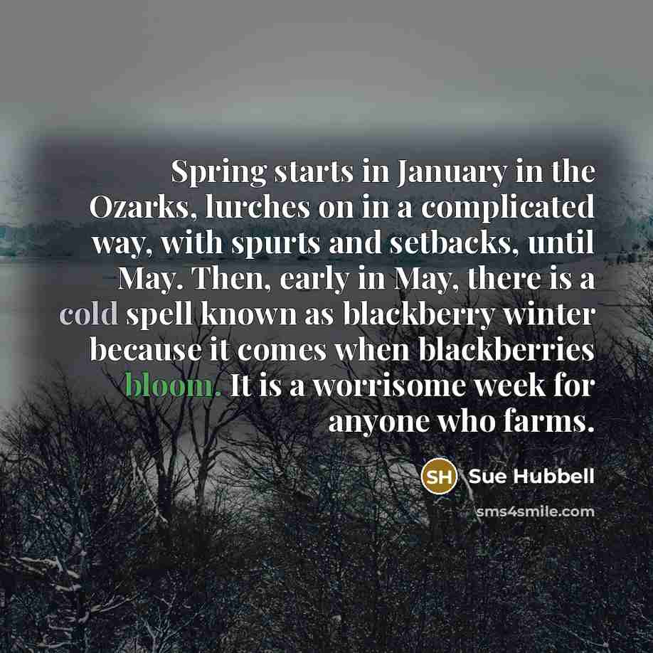 “Spring starts in January in the Ozarks, lurches on in a complicated way, with spurts and setbacks, until May. Then, early in May, there is a cold spell known as blackberry winter because it comes when blackberries bloom. It is a worrisome week for anyone who farms.” quote by Sue Hubbell