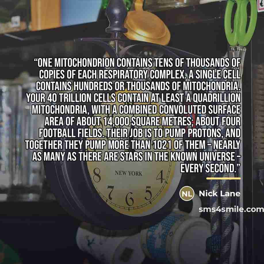 “One mitochondrion contains tens of thousands of copies of each respiratory complex. A single cell contains hundreds or thousands of mitochondria. Your 40 trillion cells contain at least a quadrillion mitochondria, with a combined convoluted surface area of about 14,000 square metres; about four…” quote by Nick Lane