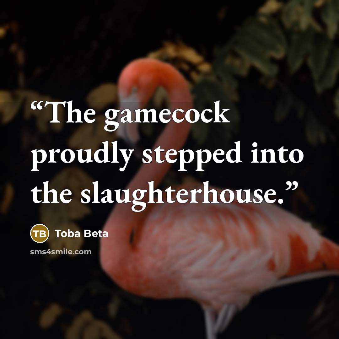 “The gamecock proudly stepped into the slaughterhouse.” quote by Toba Beta