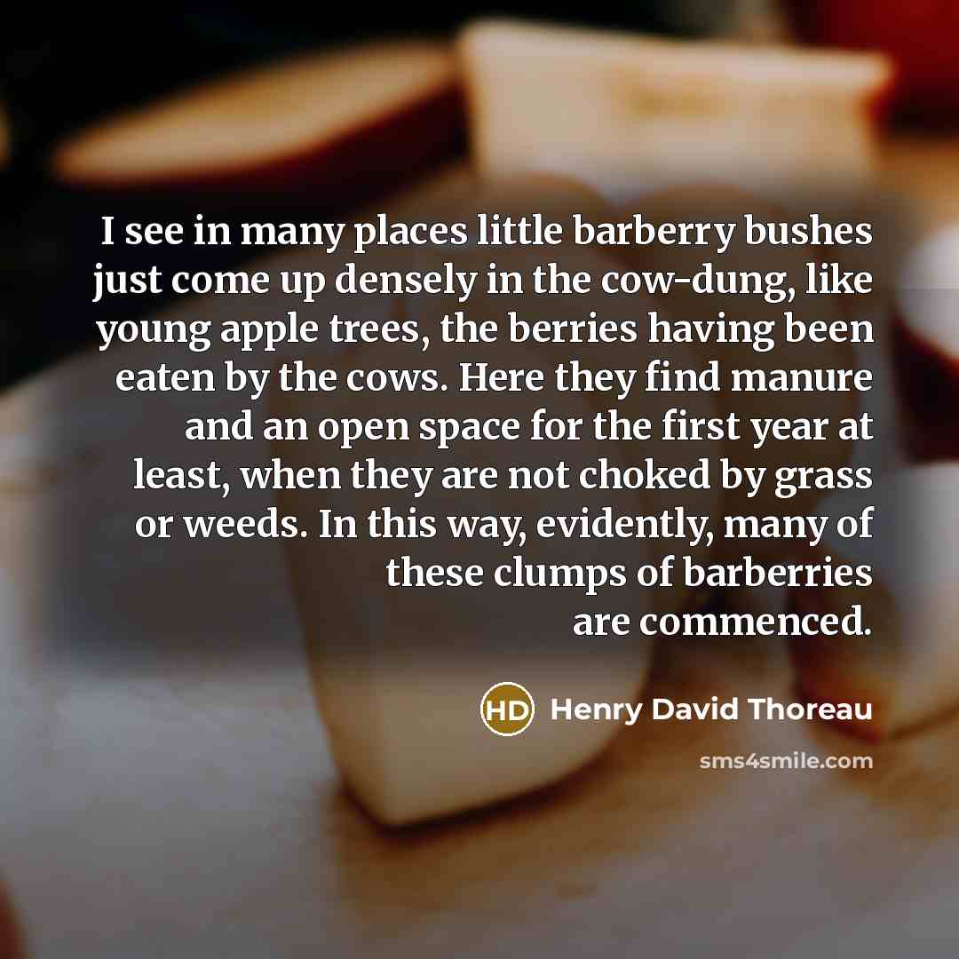 “I see in many places little barberry bushes just come up densely in the cow-dung, like young apple trees, the berries having been eaten by the cows. Here they find manure and an open space for the first year at least, when they are not choked by grass or weeds. In this way, evidently, many of…” quote by Henry David Thoreau