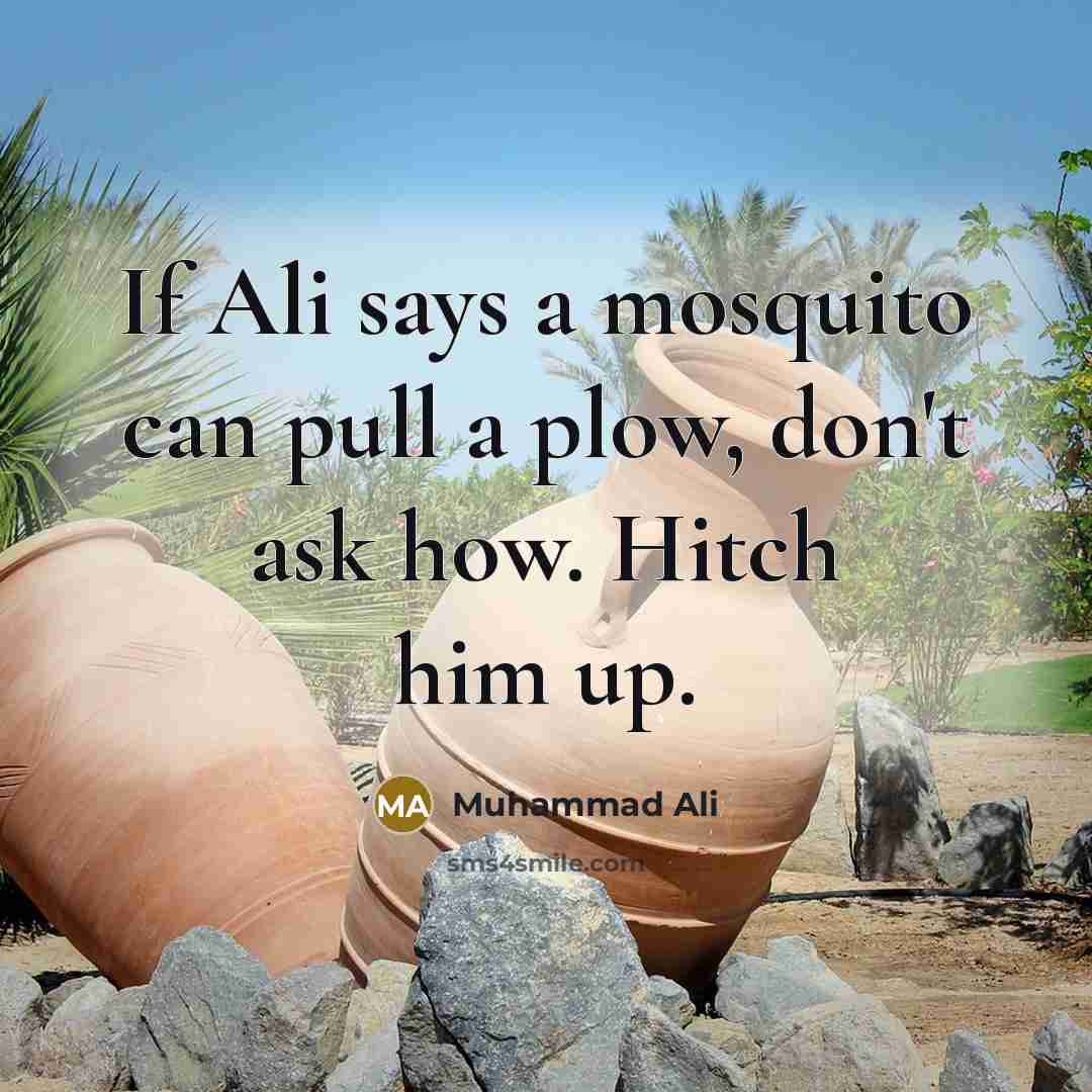 “If Ali says a mosquito can pull a plow, don't ask how. Hitch him up.” quote by Muhammad Ali