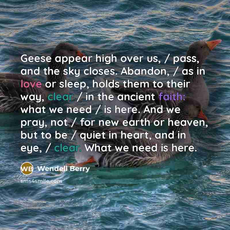 “Geese appear high over us, / pass, and the sky closes. Abandon, / as in love or sleep, holds them to their way, clear / in the ancient faith: what we need / is here. And we pray, not / for new earth or heaven, but to be / quiet in heart, and in eye, / clear. What we need is here.” quote by Wendell Berry
