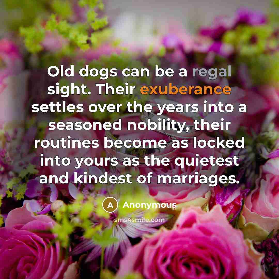 “Old dogs can be a regal sight. Their exuberance settles over the years into a seasoned nobility, their routines become as locked into yours as the quietest and kindest of marriages.” quote by Anonymous