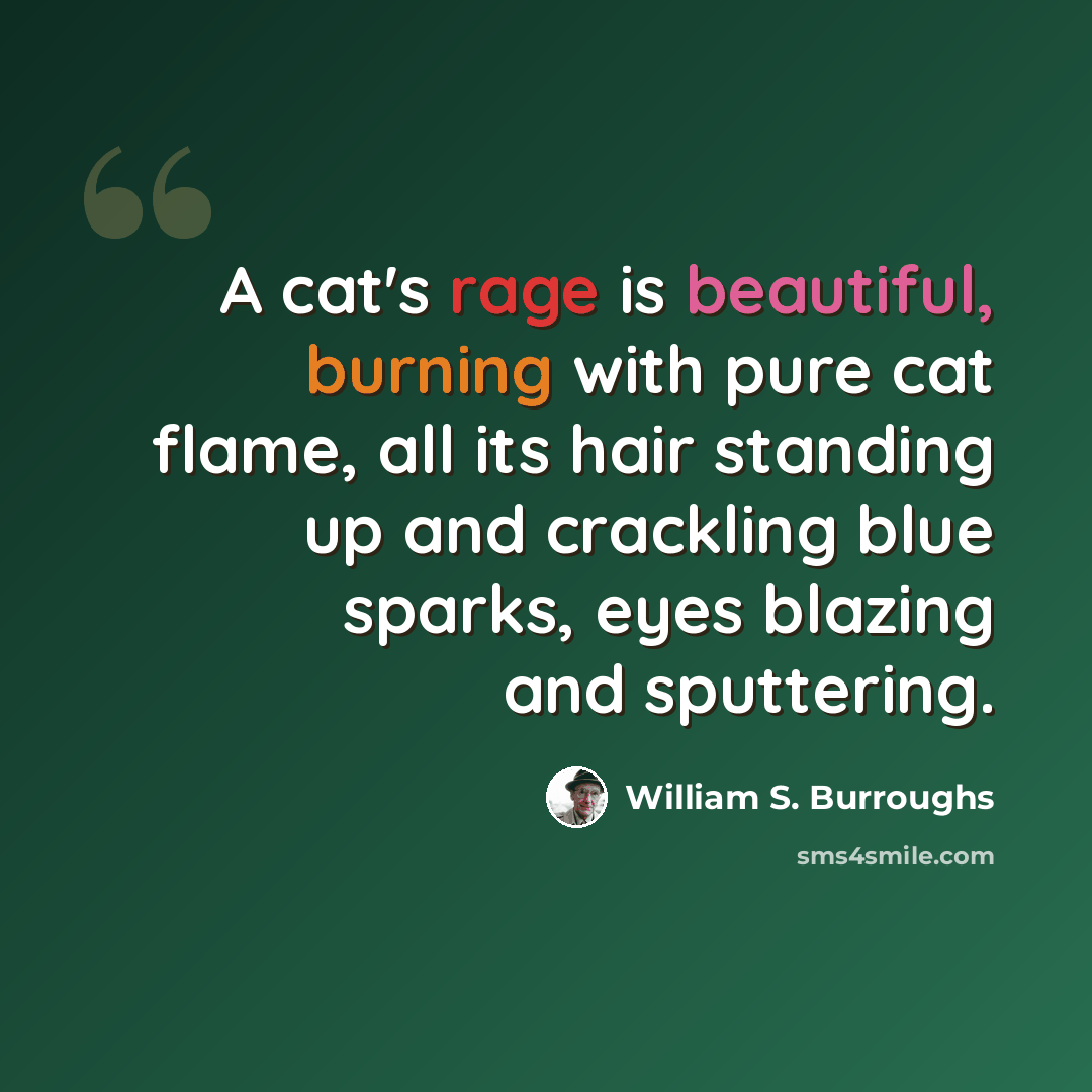 “A cat's rage is beautiful, burning with pure cat flame, all its hair standing up and crackling blue sparks, eyes blazing and sputtering.” quote by William S. Burroughs