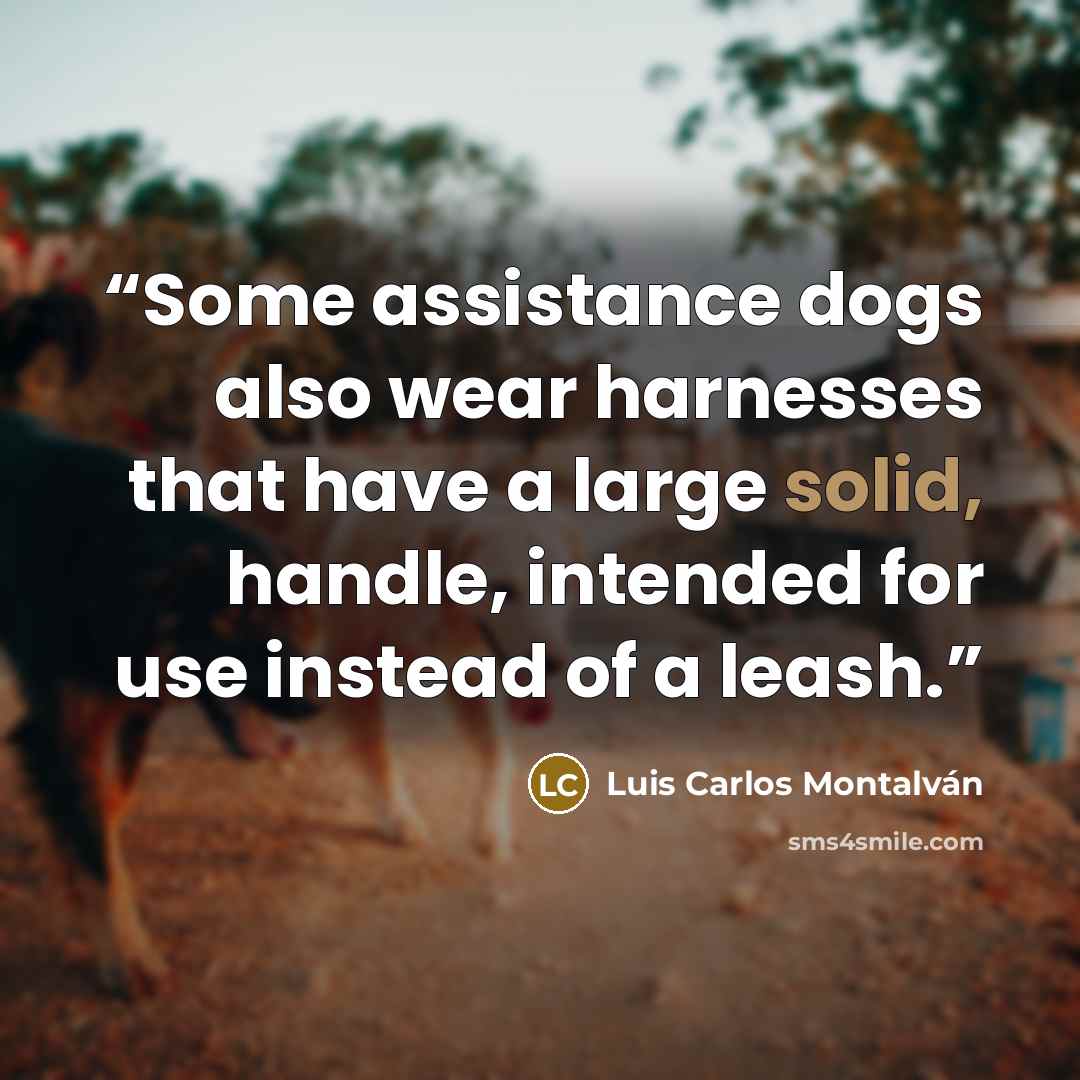 “Some assistance dogs also wear harnesses that have a large solid, handle, intended for use instead of a leash.” quote by Luis Carlos Montalván