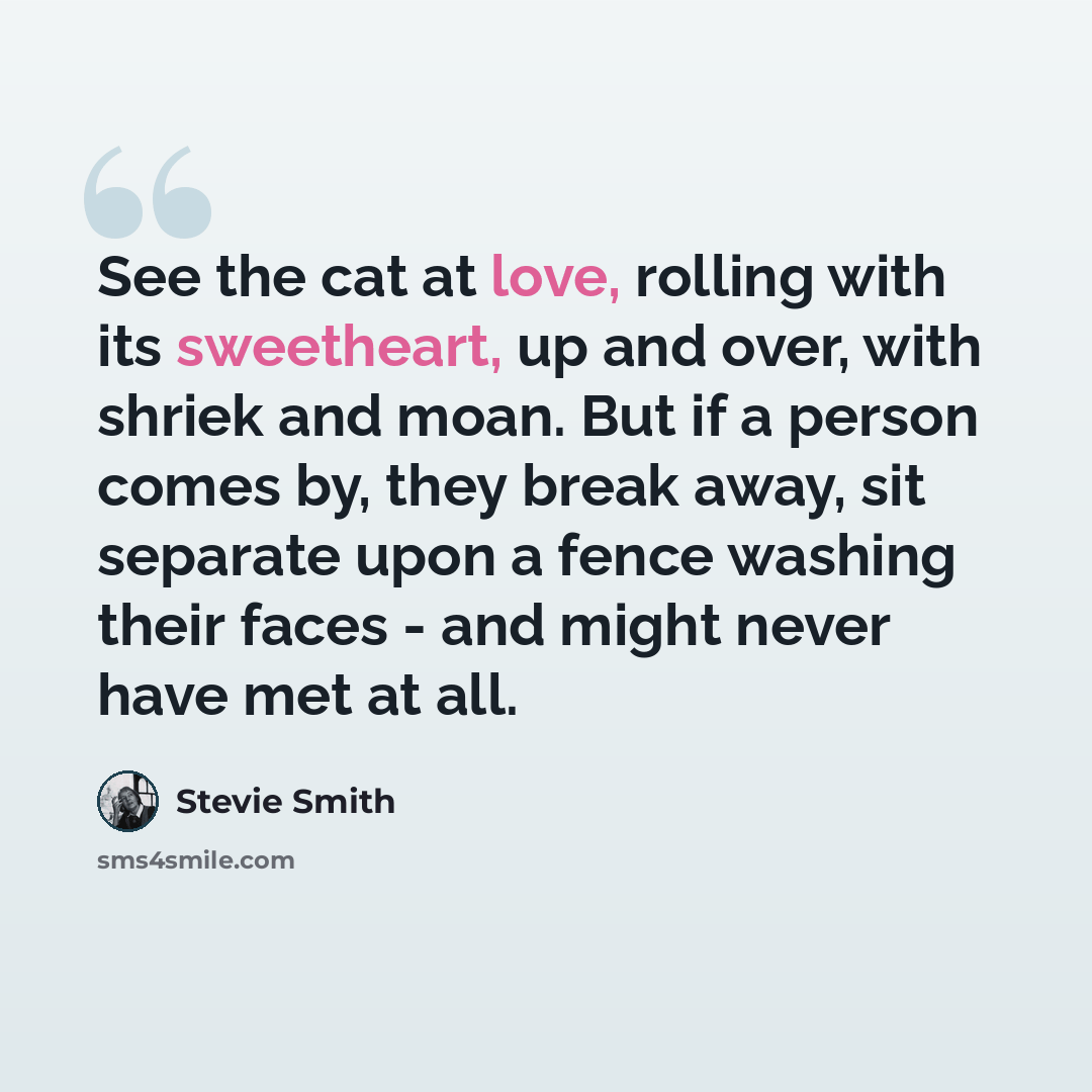 “See the cat at love, rolling with its sweetheart, up and over, with shriek and moan. But if a person comes by, they break away, sit separate upon a fence washing their faces - and might never have met at all.” quote by Stevie Smith