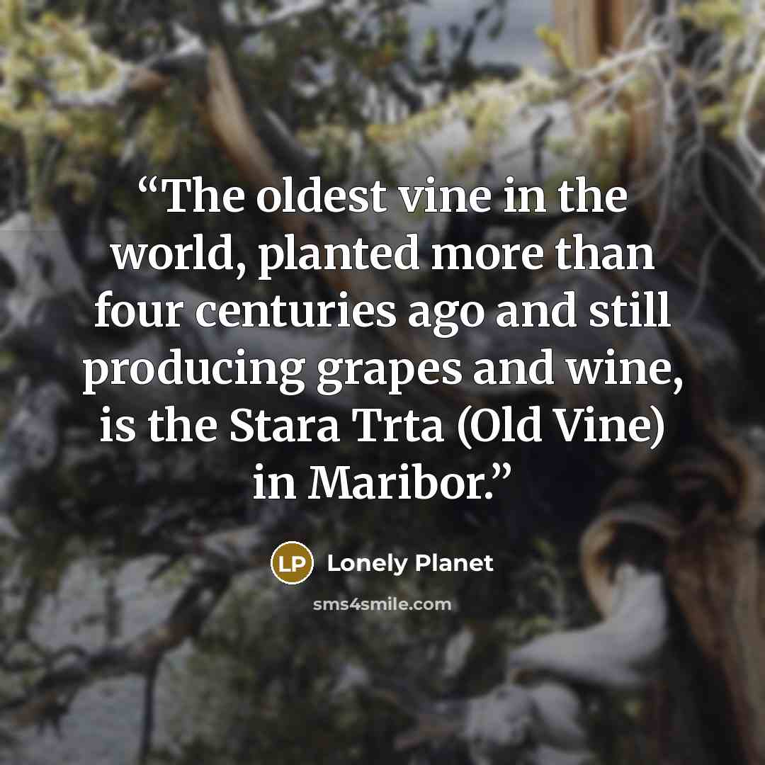 “The oldest vine in the world, planted more than four centuries ago and still producing grapes and wine, is the Stara Trta (Old Vine) in Maribor.” quote by Lonely Planet
