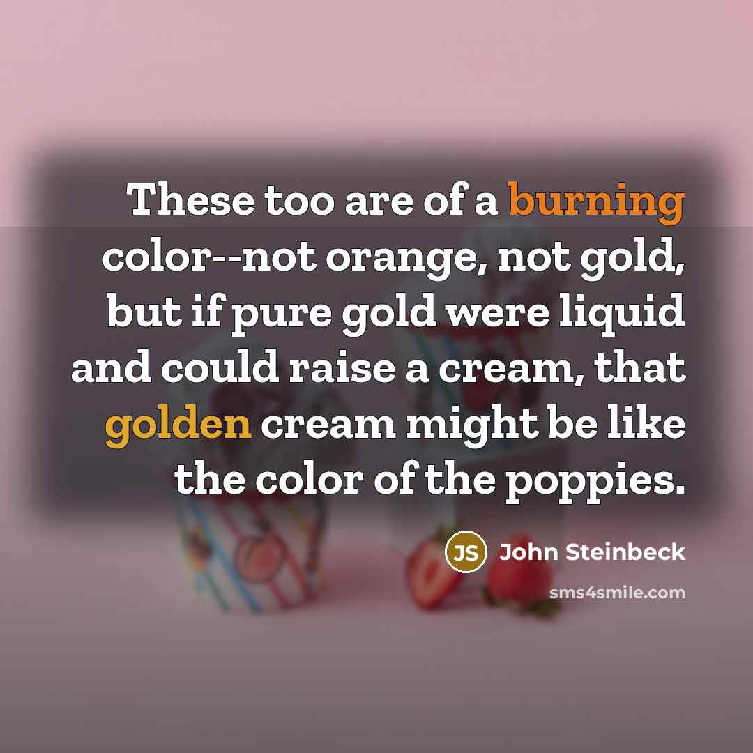 “These too are of a burning color--not orange, not gold, but if pure gold were liquid and could raise a cream, that golden cream might be like the color of the poppies.” quote by John Steinbeck