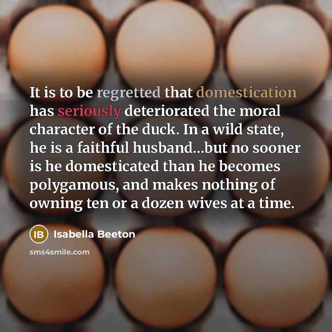 “It is to be regretted that domestication has seriously deteriorated the moral character of the duck. In a wild state, he is a faithful husband…but no sooner is he domesticated than he becomes polygamous, and makes nothing of owning ten or a dozen wives at a time.” quote by Isabella Beeton