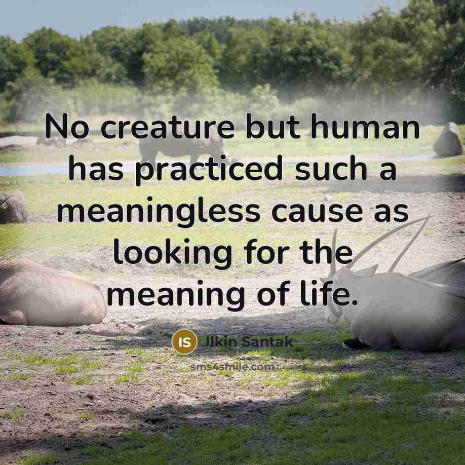 “No creature but human has practiced such a meaningless cause as looking for the meaning of life.” quote by Ilkin Santak