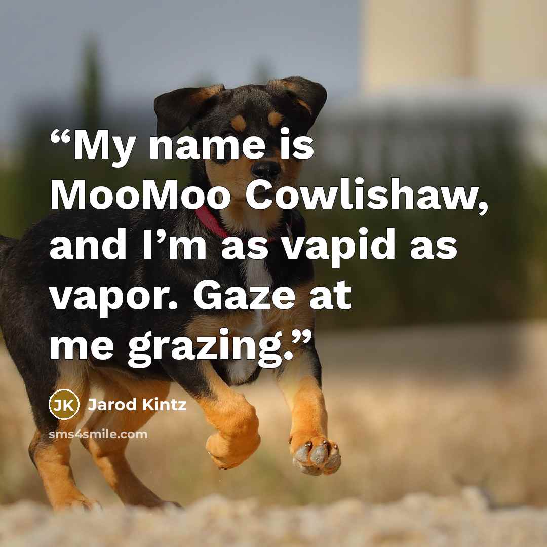 “My name is MooMoo Cowlishaw, and I’m as vapid as vapor. Gaze at me grazing.” quote by Jarod Kintz
