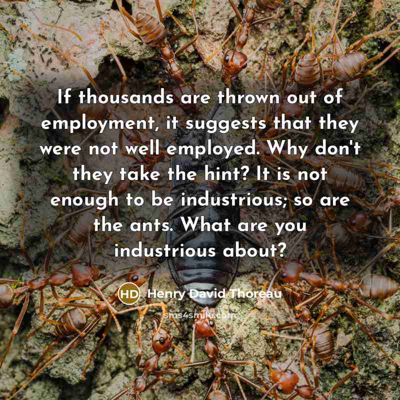 “If thousands are thrown out of employment, it suggests that they were not well employed. Why don't they take the hint? It is not enough to be industrious; so are the ants. What are you industrious about?” quote by Henry David Thoreau