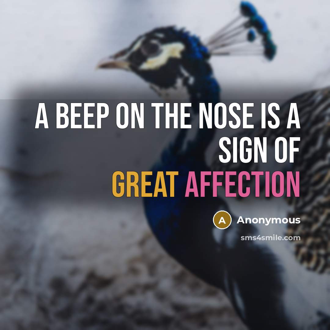 “A beep on the nose is a sign of great affection” quote by Anonymous