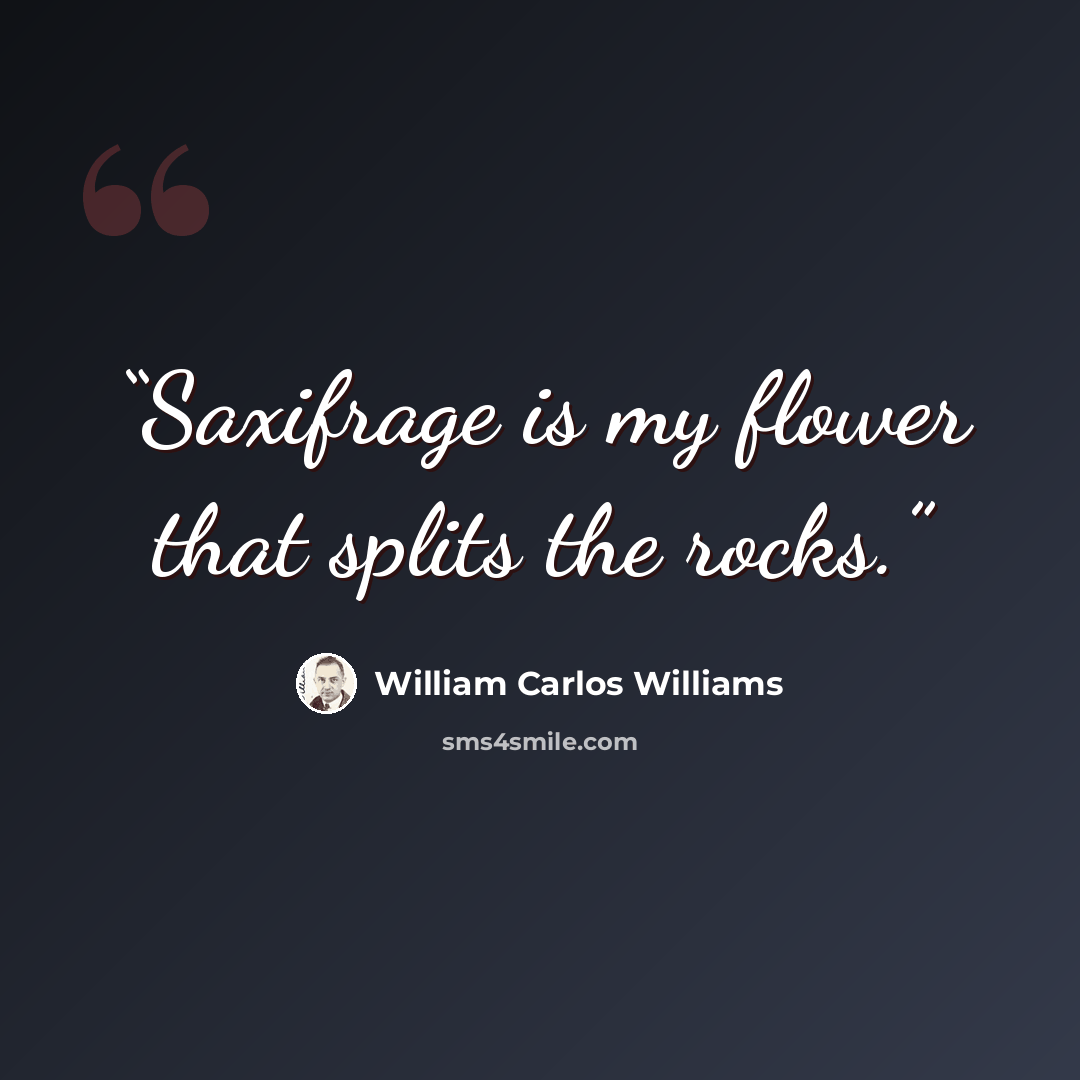 “Saxifrage is my flower that splits the rocks.” quote by William Carlos Williams