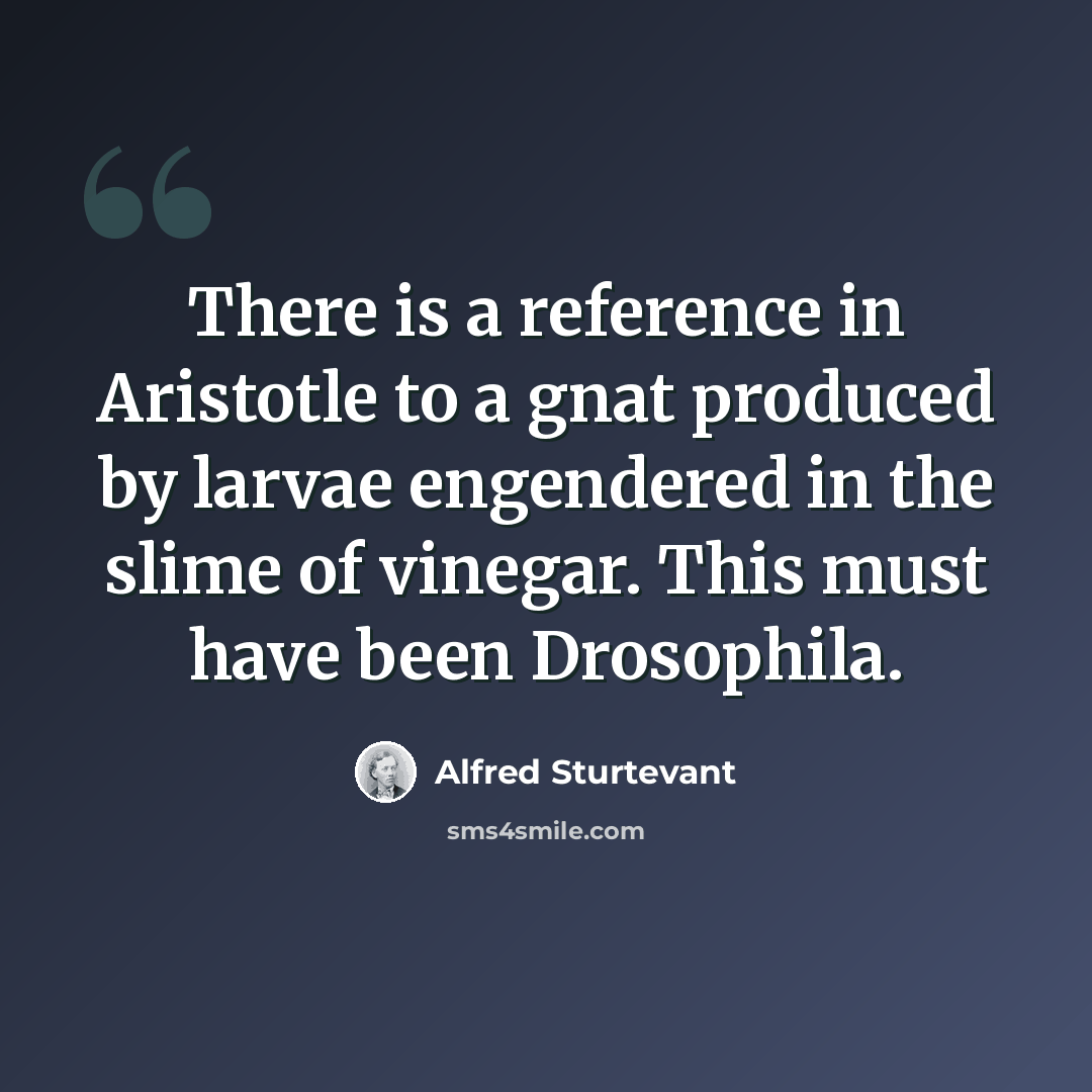 “There is a reference in Aristotle to a gnat produced by larvae engendered in the slime of vinegar. This must have been Drosophila.” quote by Alfred Sturtevant