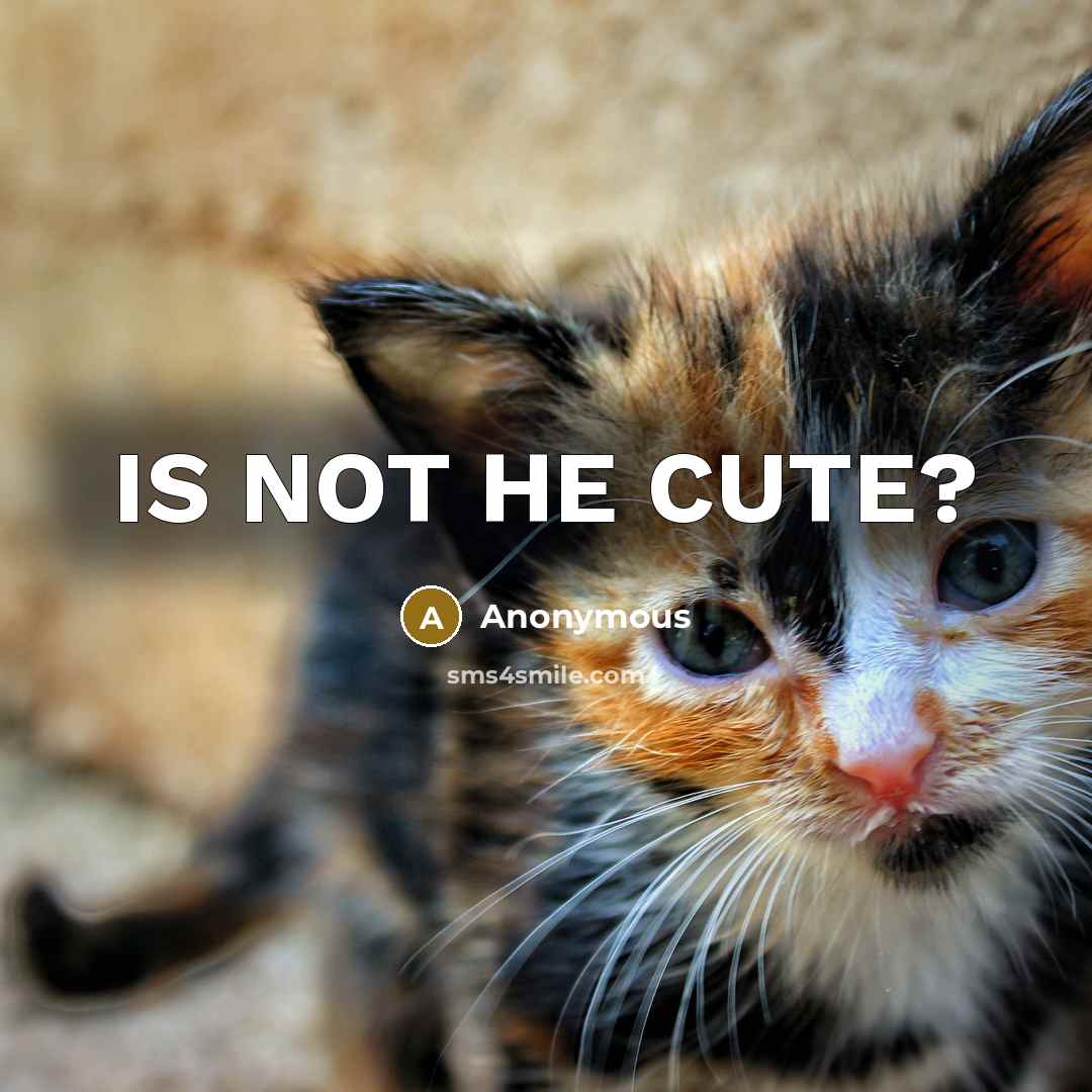 “IS NOT HE CUTE?” quote by Anonymous